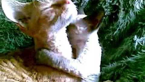 Watch the video about Devon Rex Cat has a cuddle with his new baby brother kitten.