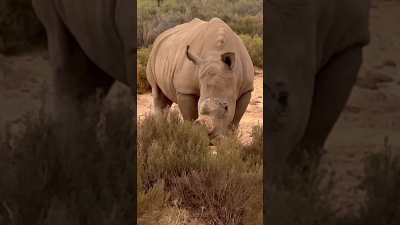 RHINO Spotted In The Wild INCREDIBLE Footage 