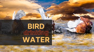 Bird Drinking Water From a Pond | Bird Watching, Drinking Water, and hoping - #Shorts