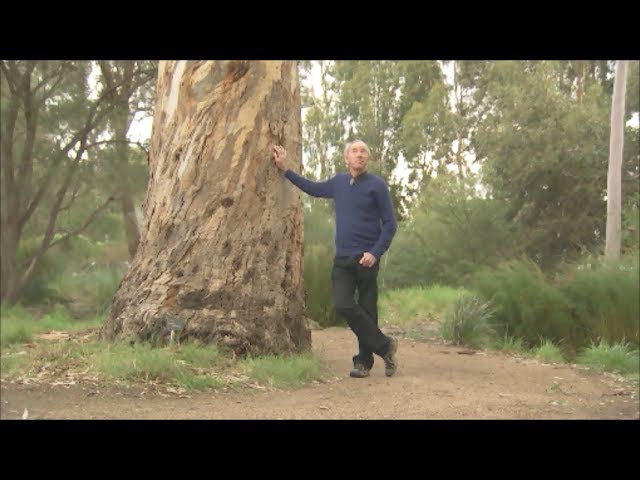 Beautiful River Red Gum - ABC tv class=