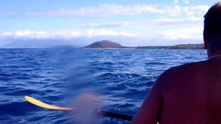joe in maui dolphins la perouse july 11 2010 062.avi