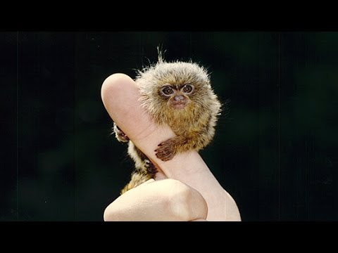 How much does a finger monkey cost in the us Finger Monkeys Are Tiny Youtube