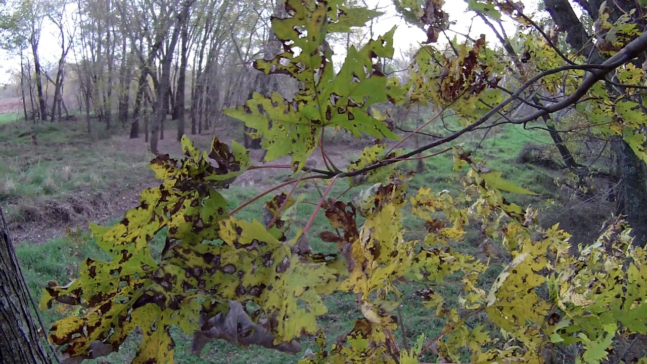 Iowa bow doe kill 2016 YouTube
