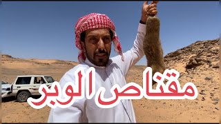 بدو جنوب الإردن - وادي رم -مقناص الوبران