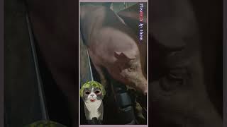 Pigs In The Slaughterhouse