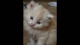 قطتي الصغيره.my cute cat??cutecat subscribe like