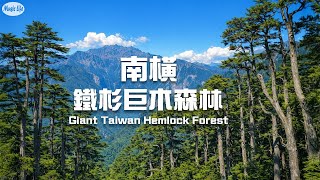 Winter Morning Walk in Nanheng Taguanshan 🌲 Healing Hemlock