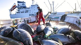 A Way For Fishermen Fishing Tuna skillful - Giant Tuna Catch Hundred Tons Tuna Fish On the sea
