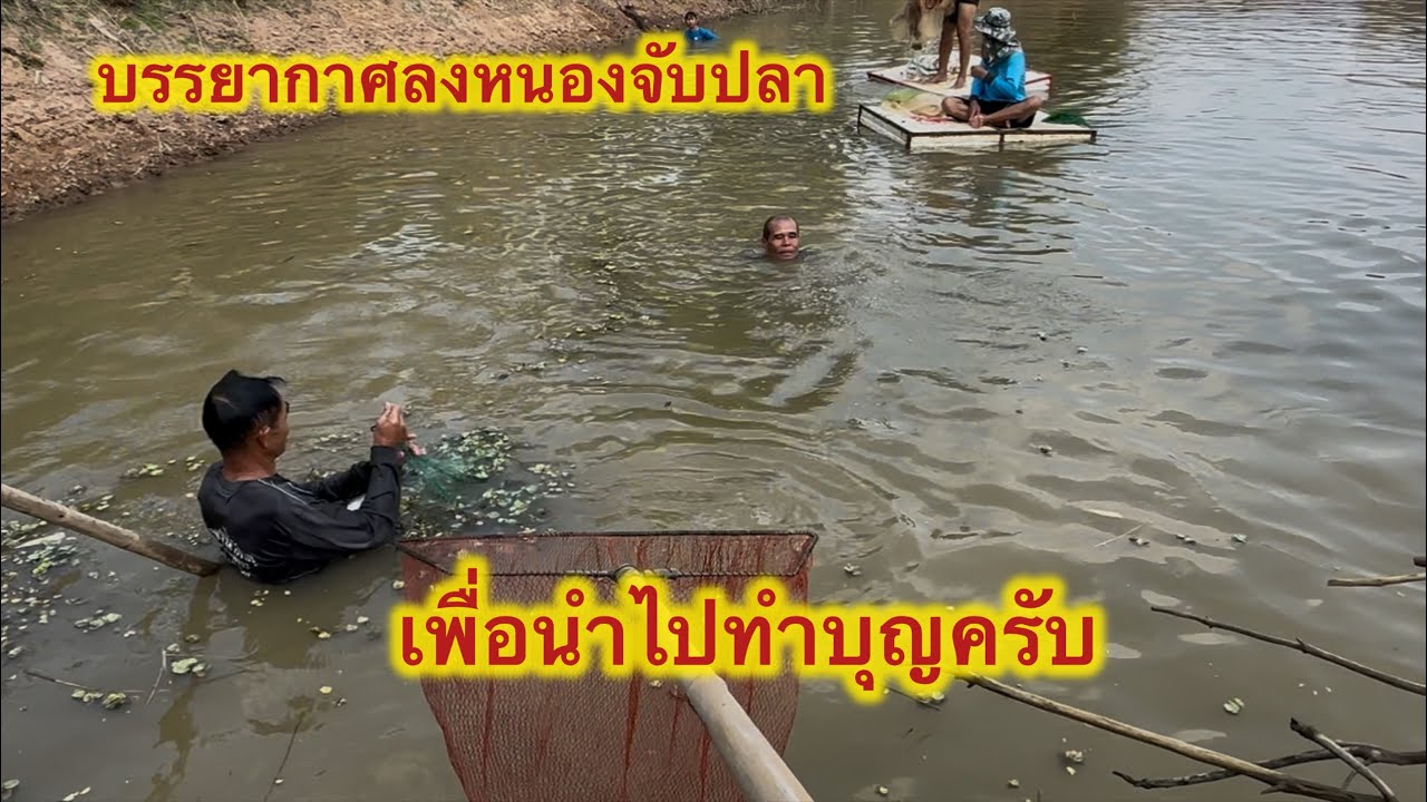 สามัคคีหว่านแหจับปลาครับ เพื่อนำไปทำบุญครับ #แรงงานไทยในเกาหลี #colonelkkjϟ  #หว่านแหจับปลา 