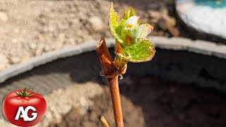 Planting annual grape seedlings  As quickly and efficiently as possible  The survival rate is 100%