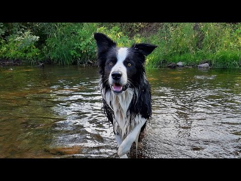 Video: Je Voda Z Vodovodu Pro Psy Bezpečná?