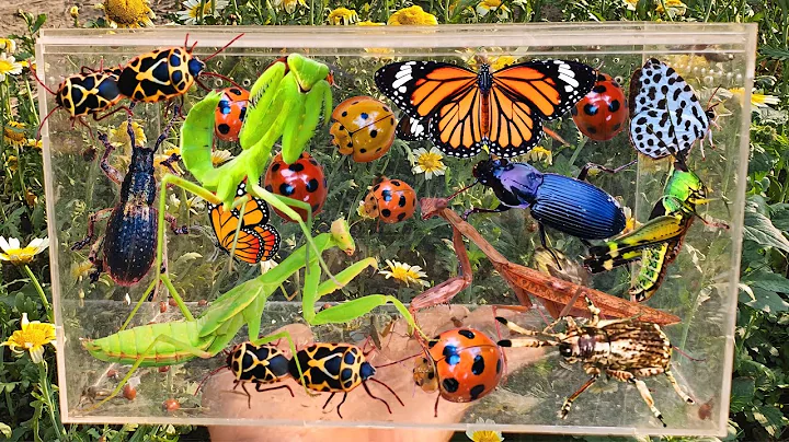 Bug Hunting, Garden Insect Collecting, Butterfly, Mantis, Ladybug, Elephant Beetle, Stink Bug thumbnail