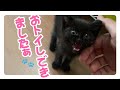 【保護子猫】「おトイレできるようになる！遊びも覚える！」家族5日目