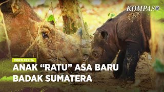 Di Balik Kelahiran Bayi Badak Sumatera, Harapan Meretas Ancaman Punah