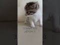 生後3週間の保護子猫が探検する表情と鳴き声が可愛すぎる #shorts #子猫保護 #子猫動画