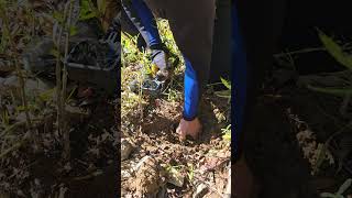 Matt got a nice one!                          #garrett  #metaldetecting