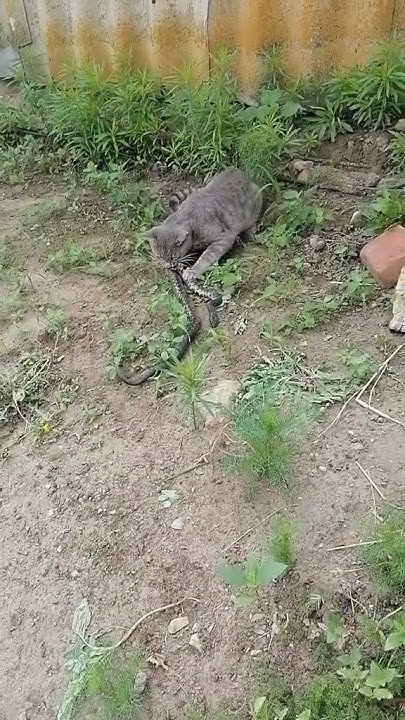 Злой кот - YouTube