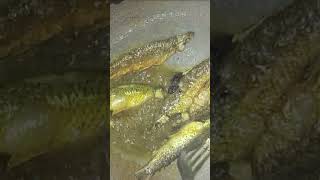 Chota Macchi Fry