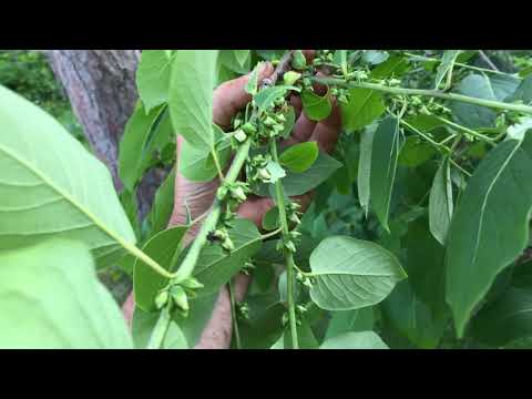 Video: Amerikāņu hurmas audzēšana: informācija par Amerikas hurmas kokiem