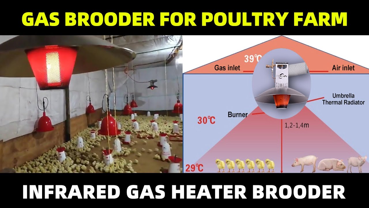 Safe Poultry Farm Infrared Radiant Gas Brood GREAT FARM YouTube safe-poultry-farm-infrared-radiant-gas-brood-great-farm-youtube