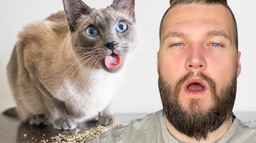 Kunnen mensen high worden van kattenkruid?