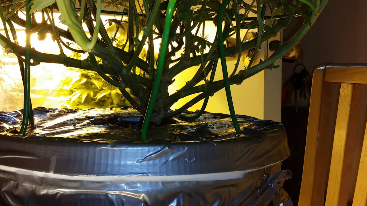 Dwc day 42 holy pineapple root porn