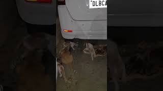 #feed#poor#strays#daily#duty#help#viralshort