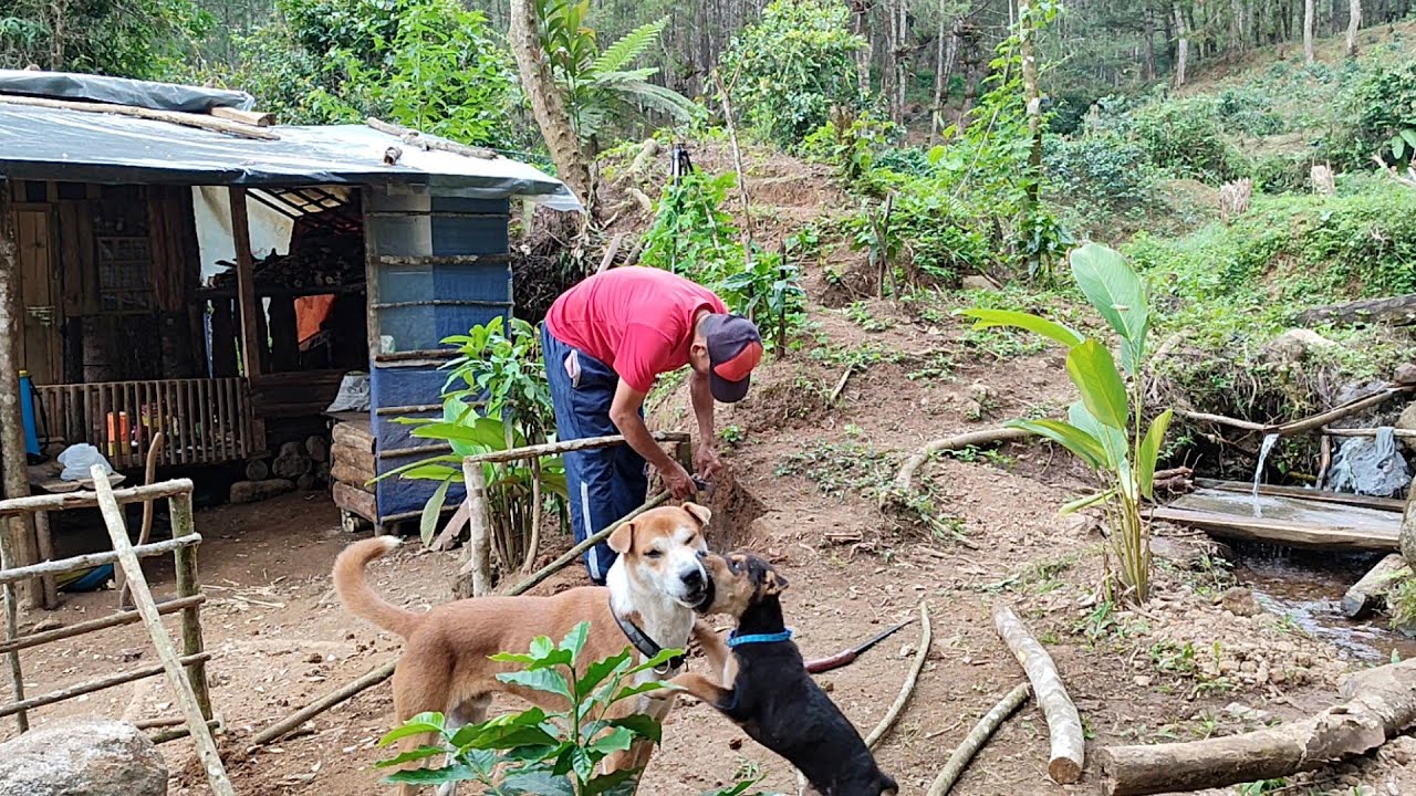 Bertahan Hidup Di Hutan - Aktivitas Sehari-hari Di Pondok Mengurus Kebun Untuk Masa Depan
