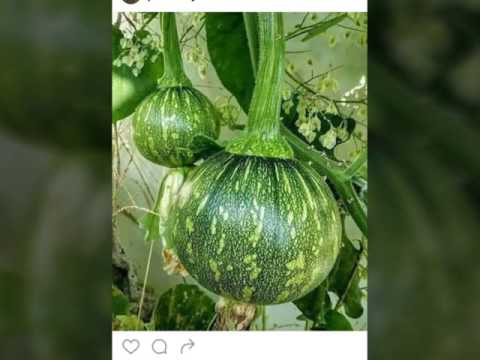 رثاء الشيخ زكرياء اليافعي لابنه يحيى بصوته