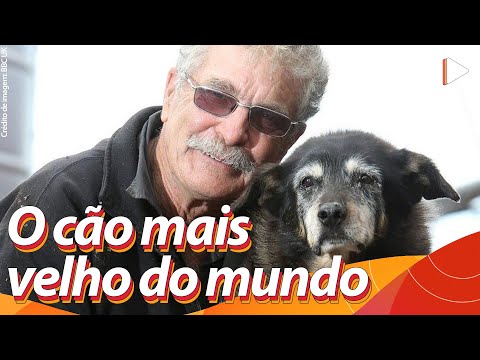 Vídeo: Alimentando O Cachorro Mais Velho