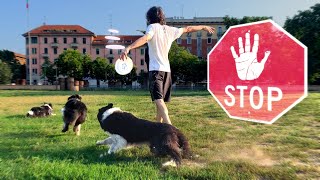 un COMANDO FONDAMENTALE: lo STOP su INVIO | ADDESTRAMENTO CANI