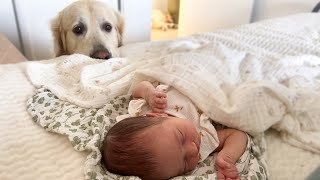 Download lagu Golden Retriever Protects Newborn Baby's Sleep
