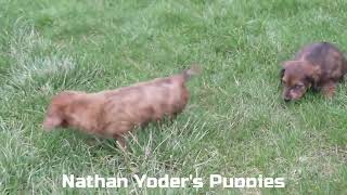 Nathan Yoder's Mini Dachshund Puppies by Mt Hope Puppies 60 views 3 days ago 1 minute, 6 seconds