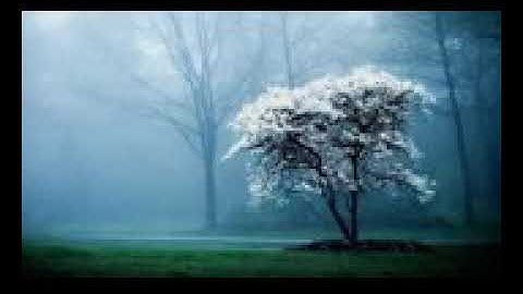 سورة لقمان سبحان من رزقه هذا الصوت.