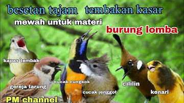 Masteran Tembakan Kasar || Materi Mewah untuk Isian Burung Lomba - suara jernih