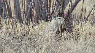 Richardson Ground Squirrel call on March 31, 2019 in Regina SK Canada