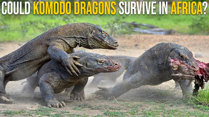 Could Komodo Dragons Survive In Africa?