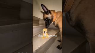 Luppa et ses joujoux ..enfin une partie  #doglover #malinois  #youtubeshorts #malinoislovers