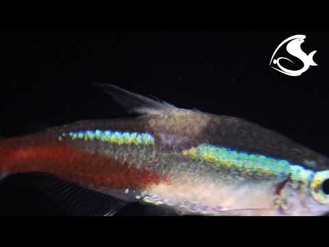 فيديو: عدوى Flavobacteria في الأسماك