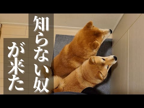来客に伴い襲うように歓迎する柴犬達をパパと共に監禁しました
