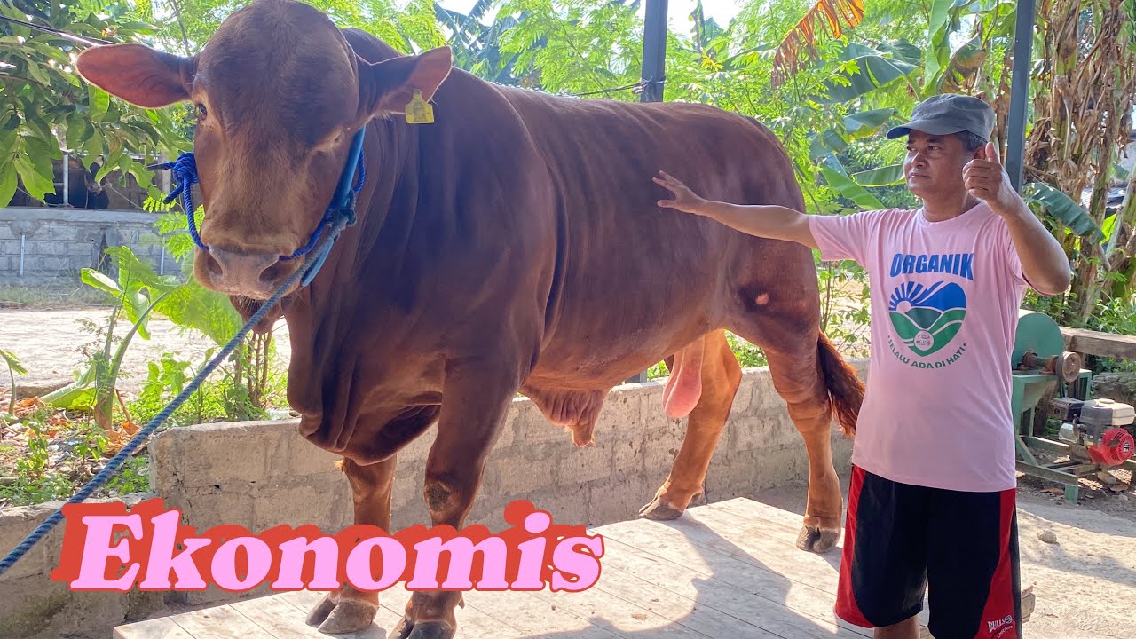 SAPI QURBAN EKONOMIS 23 Juta READY - YouTube