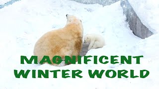 1hours Magnificent Winter World/웅장한 겨울 세상