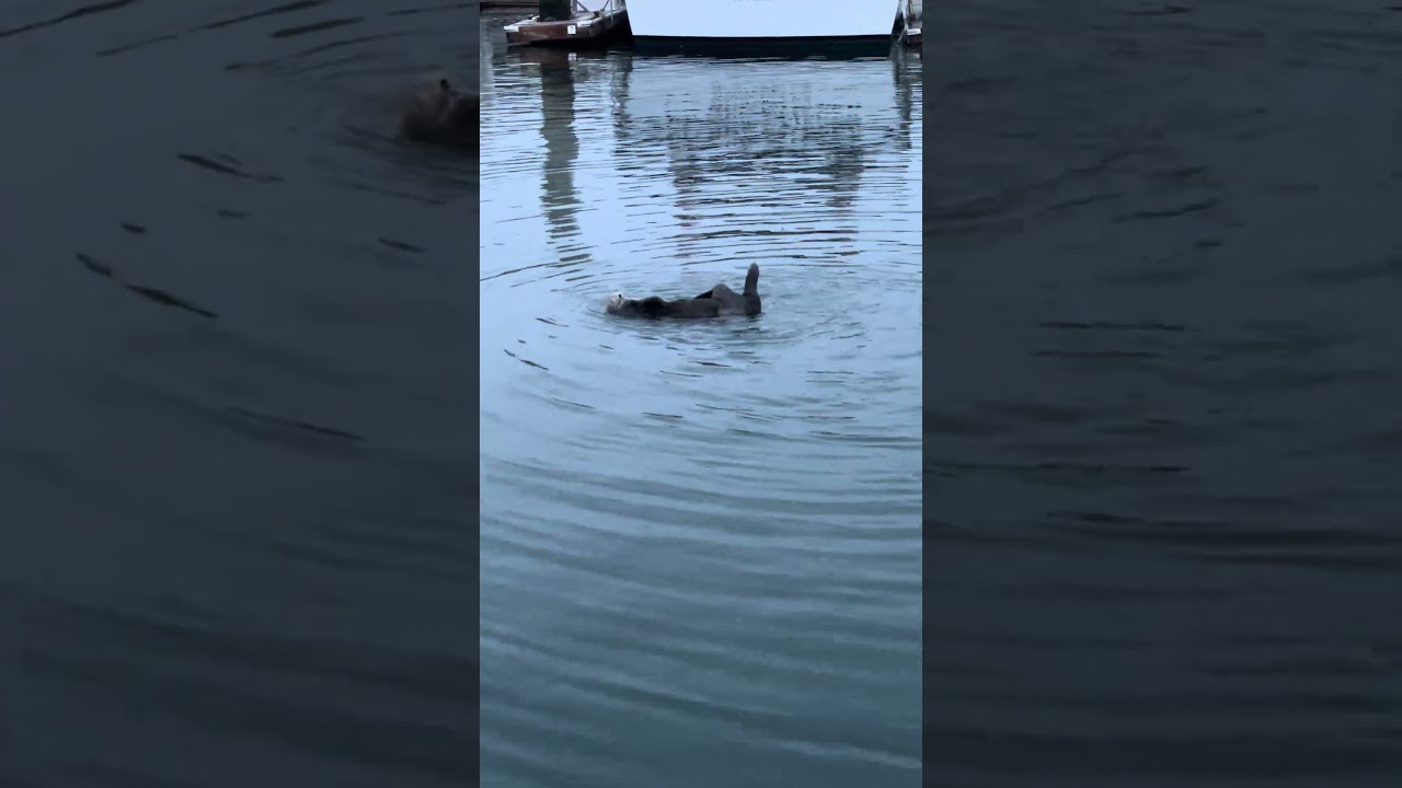 Sea Otters are Very Strange Cats! #ourladydefiant #sail #sailboat #seaotter #boat