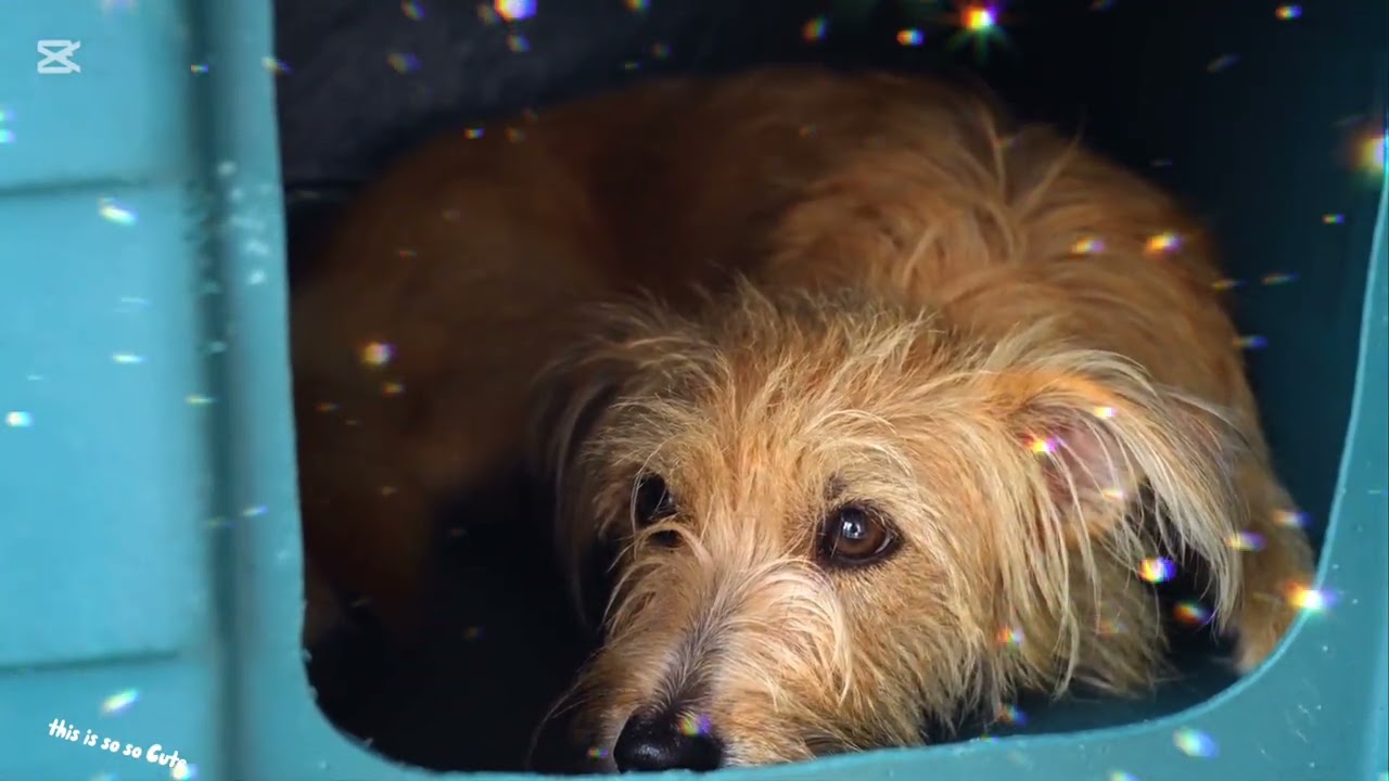 You Guys Give this a rate out of 10/0??? And comment.