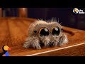Lucas The Spider Creator Explains How He Makes People Fall In Love With Spiders | The Dodo