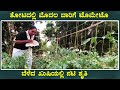 Actress shruti land tomato crop  kannada actress  shruti  farming  chandanavana