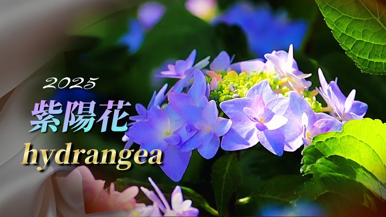 紫陽花】オープンガーデン M's garden・Mother'sgarden・Fuka