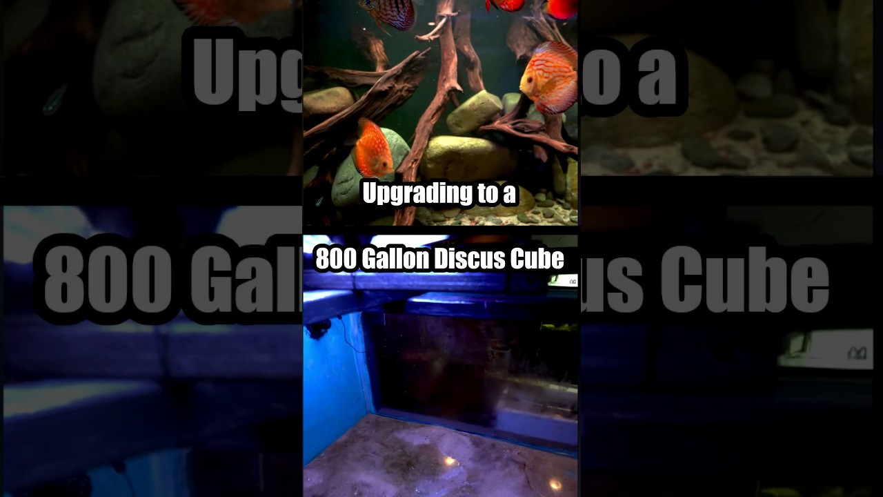 What's Cooler than a Discus Aquarium, an 800 Gallon Discus Aquarium