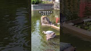 【入場無料で極上の癒し】亀戸天神社で藤の花とスカイツリーの絶景コラボを満喫する週末旅行