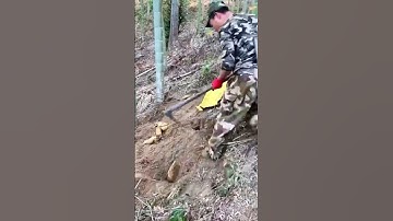 Bamboo shoot digging process - a good tool can improve the efficiency of doing things